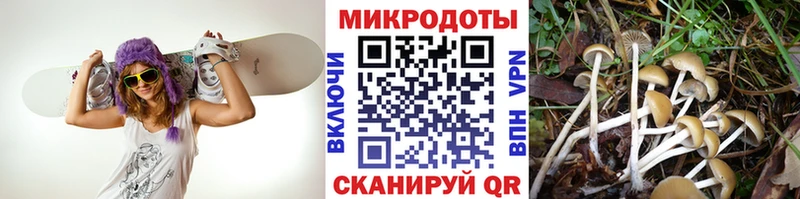 Купить  Гаврилов Посад  Псилоцибиновые грибы прущие грибы 